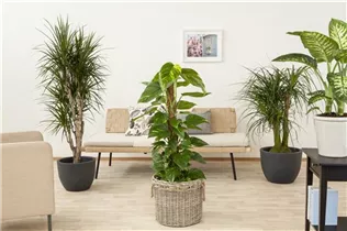 Philodendron scandens - Philodendron Philodendron scandens - Philodendron