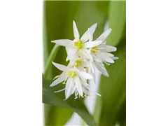 Allium ursinum - Bärlauch Allium ursinum - Bärlauch
