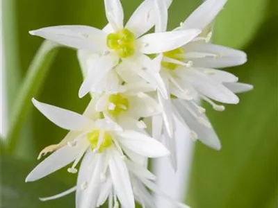 Allium ursinum - Bärlauch Allium ursinum - Bärlauch