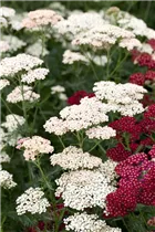 Achillea millefolium 'Apfelblüte' - Schafgarbe 'Apfelblüte' Achillea millefolium 'Apfelblüte' - Schafgarbe 'Apfelblüte'