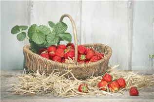 Fragaria x ananassa - Garten-Erdbeere Fragaria x ananassa - Garten-Erdbeere