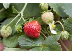 Fragaria vesca 'Korona'(s) - Garten-Monats-Erdbeere 'Korona'(s) Fragaria vesca 'Korona'(s) - Garten-Monats-Erdbeere 'Korona'(s)