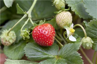 Fragaria x ananassa 'Mieze Schindler' - Erdbeere 'Mieze Schindler' Fragaria x ananassa 'Mieze Schindler' - Erdbeere 'Mieze Schindler'