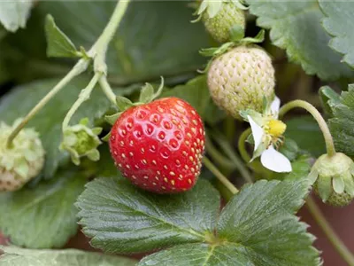Fragaria x ananassa 'Mieze Schindler' - Erdbeere 'Mieze Schindler' Fragaria x ananassa 'Mieze Schindler' - Erdbeere 'Mieze Schindler'