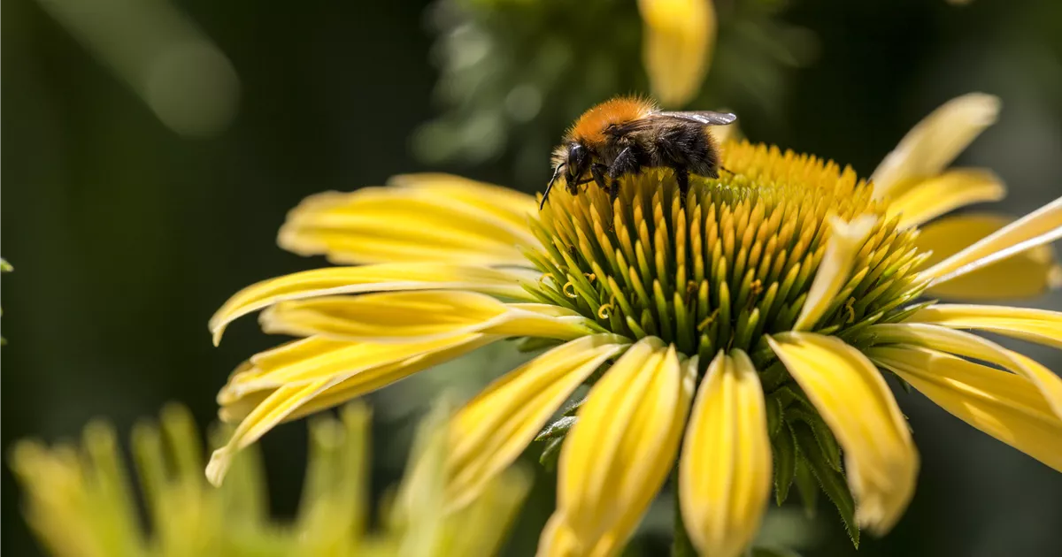  - Gemüse blühen lassen als Insektenweide