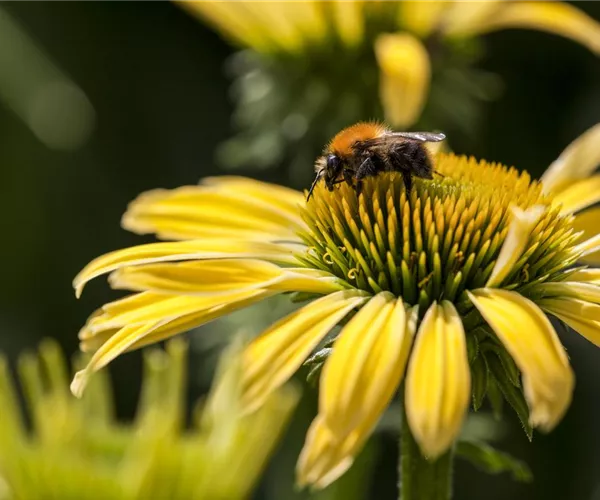 - Gemüse blühen lassen als Insektenweide  - Gemüse blühen lassen als Insektenweide