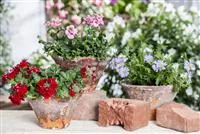 - Der ganz große Stil im Garten - eine Anleitung für Menschen mit Liebe zu Effekten  - Der ganz große Stil im Garten - eine Anleitung für Menschen mit Liebe zu Effekten