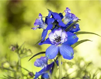 Blumenbeete in Blau und Violett