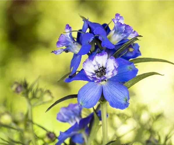 - Blumenbeete in Blau und Violett  - Blumenbeete in Blau und Violett