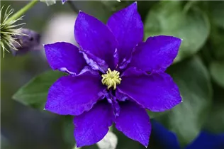 Clematis 'Diamantina' - Waldrebe 'Diamantina'
