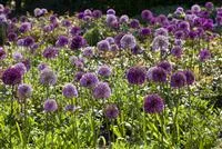 - Sommerurlaub für Blumenzwiebeln und Knollen  - Sommerurlaub für Blumenzwiebeln und Knollen