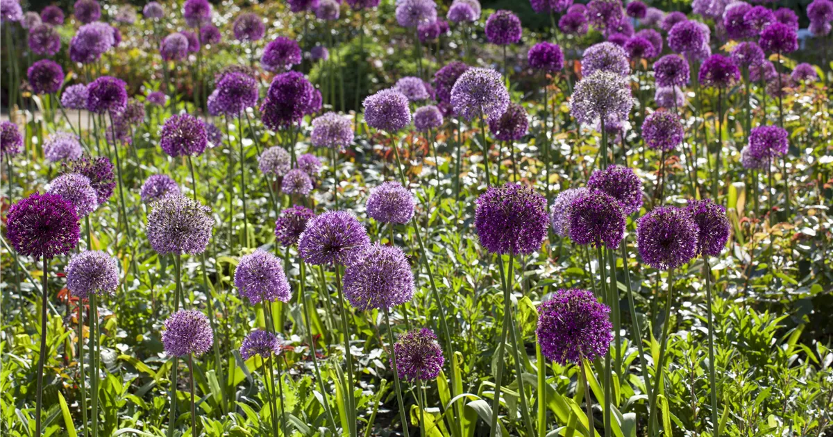  - Sommerurlaub für Blumenzwiebeln und Knollen