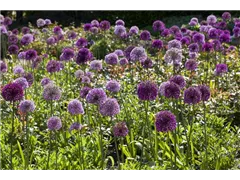 Allium giganteum - Riesenlauch Allium giganteum - Riesenlauch