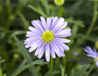 Essbare Blüten - Die schönsten Rezepte
