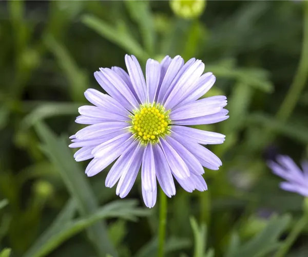  - Essbare Blüten - Die schönsten Rezepte