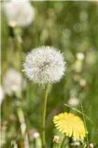 - Taraxacum officinale  - Taraxacum officinale