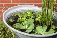 - Der Mini-Teich – kleiner Teich ganz groß  - Der Mini-Teich – kleiner Teich ganz groß