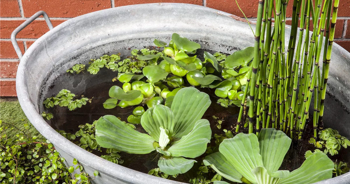  - Der Mini-Teich – kleiner Teich ganz groß