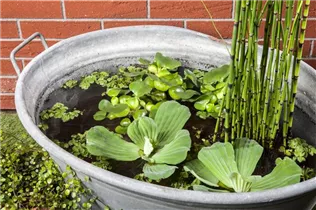 Eichhornia crassipes - Wasserhyazinthe Eichhornia crassipes - Wasserhyazinthe