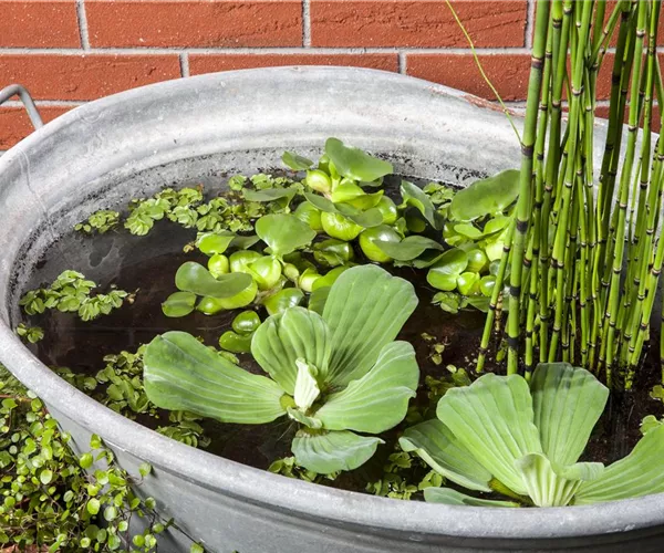 - Der Mini-Teich – kleiner Teich ganz groß  - Der Mini-Teich – kleiner Teich ganz groß