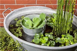 Eichhornia crassipes - Wasserhyazinthe Eichhornia crassipes - Wasserhyazinthe