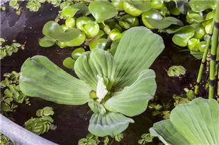 Pistia stratiotes - Wassersalat Pistia stratiotes - Wassersalat