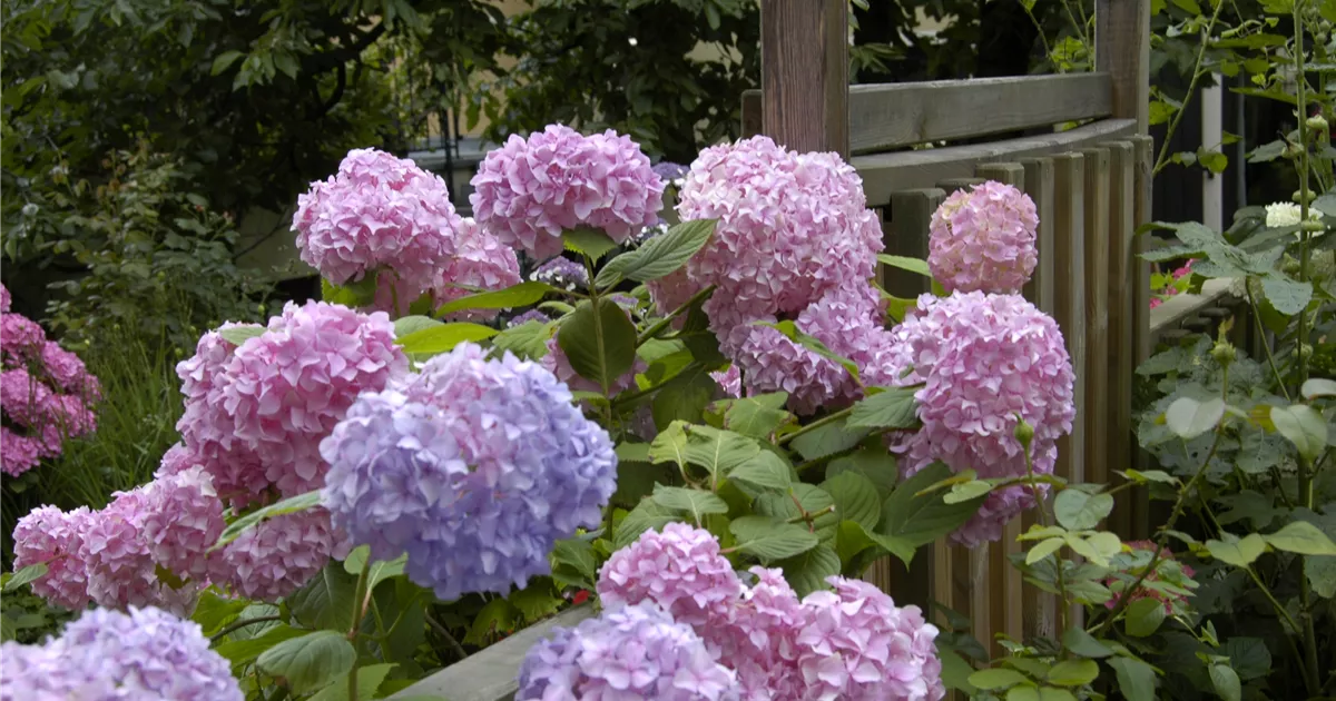  - Die Hortensie im Garten – durstige Schönheit mit Charakter