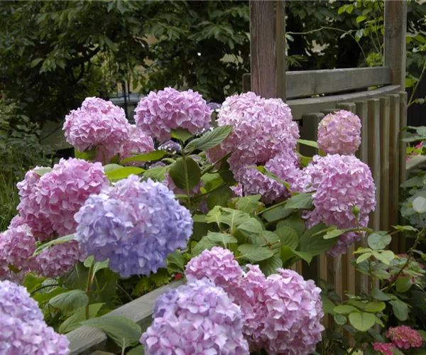 - Die Hortensie im Garten – durstige Schönheit mit Charakter  - Die Hortensie im Garten – durstige Schönheit mit Charakter
