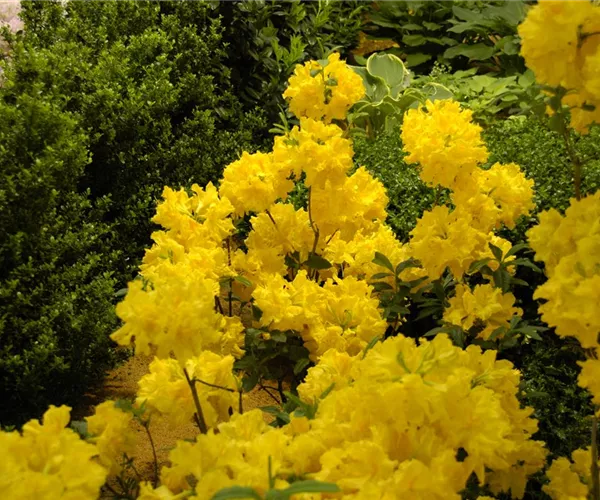 - Die Sonne geht auf – Blumenbeet in Gelb und Orange  - Die Sonne geht auf – Blumenbeet in Gelb und Orange