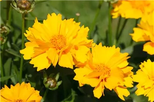 Coreopsis grandiflora 'Sunray' - Großblumiges Mädchenauge 'Sunray'