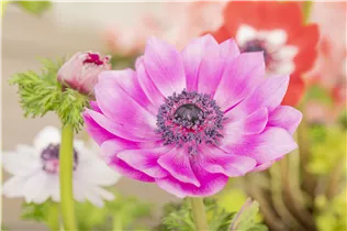 Anemone coronaria - Garten-Anemone Anemone coronaria - Garten-Anemone