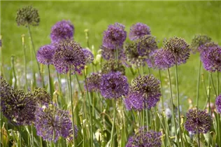 Allium giganteum - Riesenlauch Allium giganteum - Riesenlauch