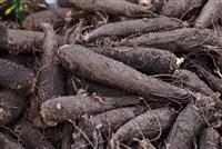 - Wunderblume – nächtlicher Überraschungskünstler  - Wunderblume – nächtlicher Überraschungskünstler