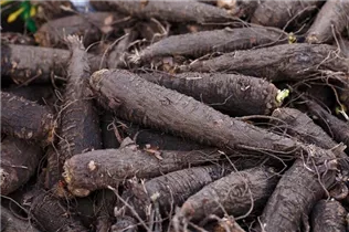 Mirabilis jalapa - Wunderblume Mirabilis jalapa - Wunderblume