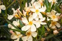 - Oleander – Blütenpracht bei richtiger Pflege  - Oleander – Blütenpracht bei richtiger Pflege