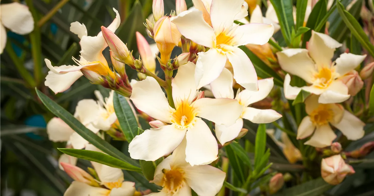  - Oleander – Blütenpracht bei richtiger Pflege