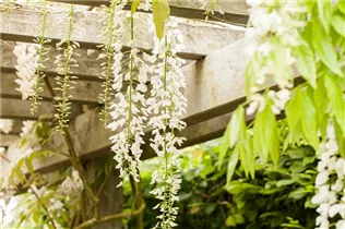  - Wisteria floribunda 'Alba'