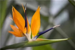 - Strelitzia reginae  - Strelitzia reginae