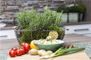  - Rosmarinus officinalis