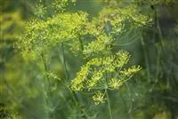 - Kräuter im Garten  - Kräuter im Garten