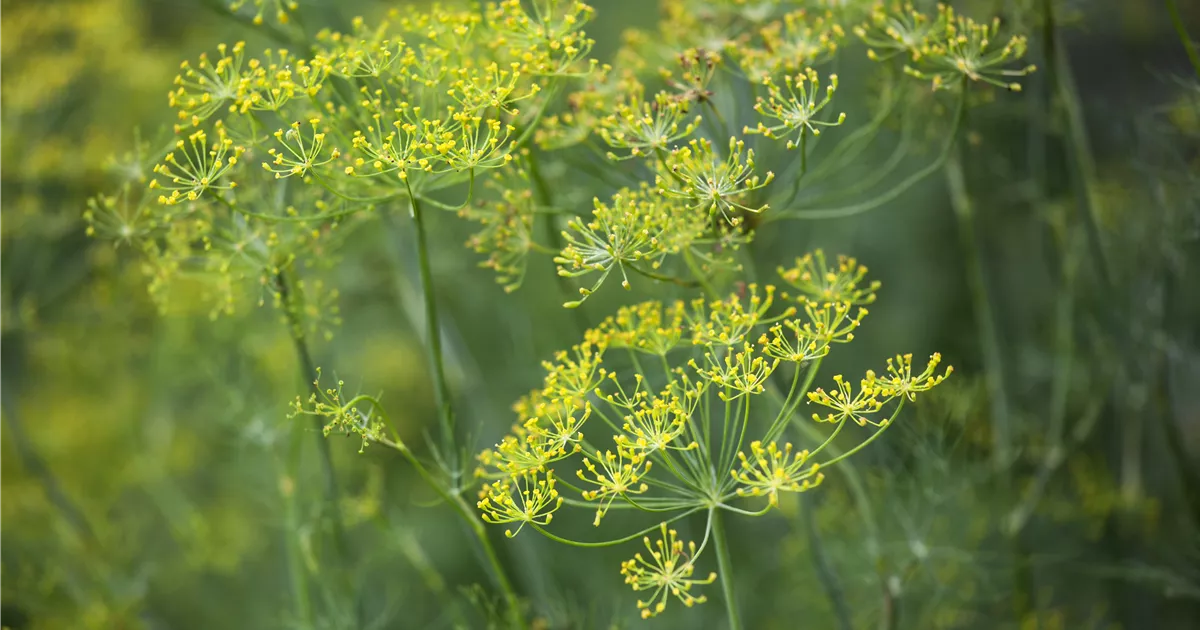 - Kräuter im Garten