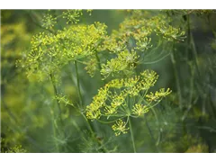 Anethum graveolens - Dill Anethum graveolens - Dill