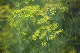 Anethum graveolens - Dill Anethum graveolens - Dill