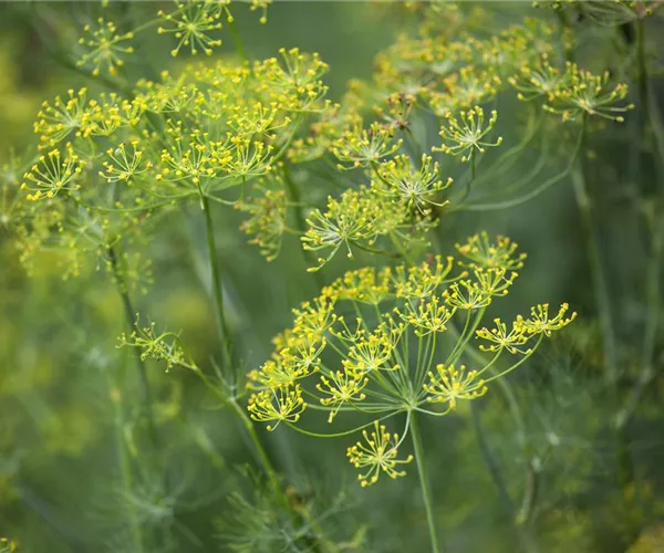 - Kräuter im Garten  - Kräuter im Garten