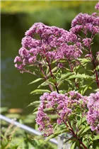 Eupatorium fistulosum 'Humble' - Großer Garten-Wasserdost 'Humble'