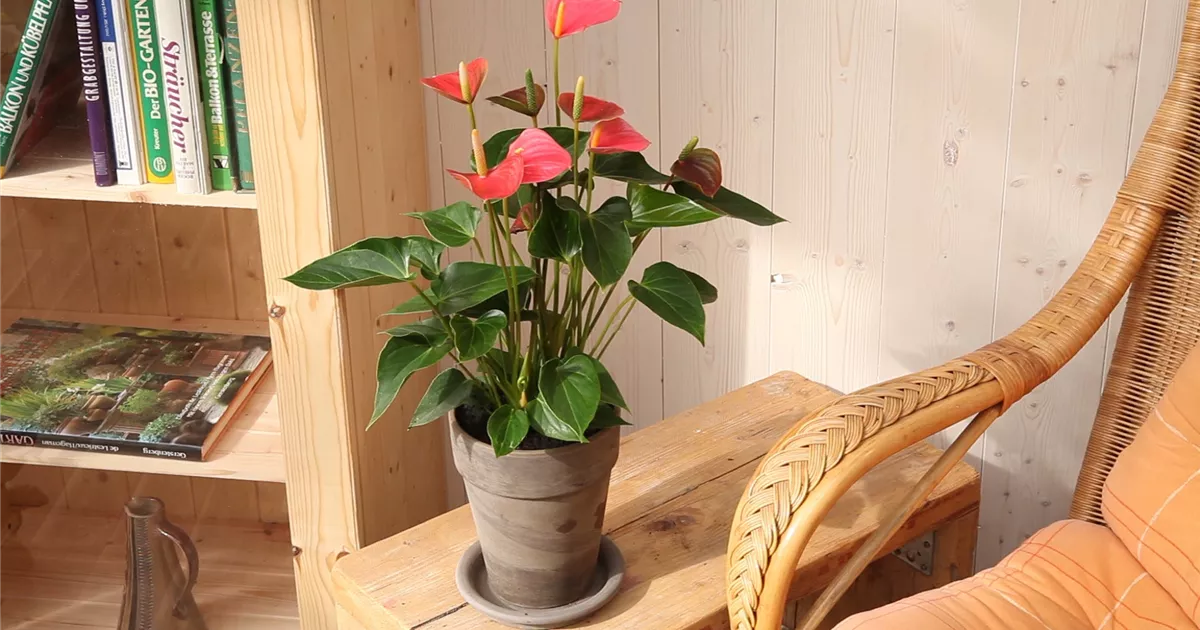  - Flamingoblume - Einpflanzen in ein Gefäß