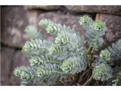 Euphorbia myrsinites - Walzen-Wolfsmilch Euphorbia myrsinites - Walzen-Wolfsmilch