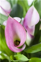  - Zantedeschia aethiopica