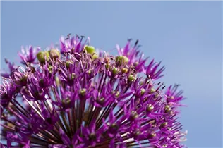 Allium aflatunense - Iranischer Blumenlauch Allium aflatunense - Iranischer Blumenlauch