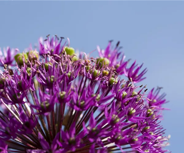  - Essbare Blüten machen immer mehr Furore